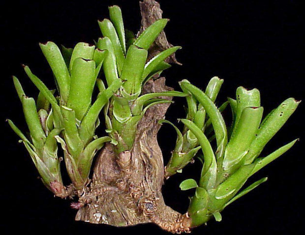 Aechmea nudicaulis v. plurifolia - Tropiflora