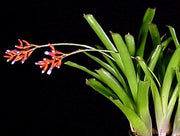 Aechmea caudata eipperi - Tropiflora