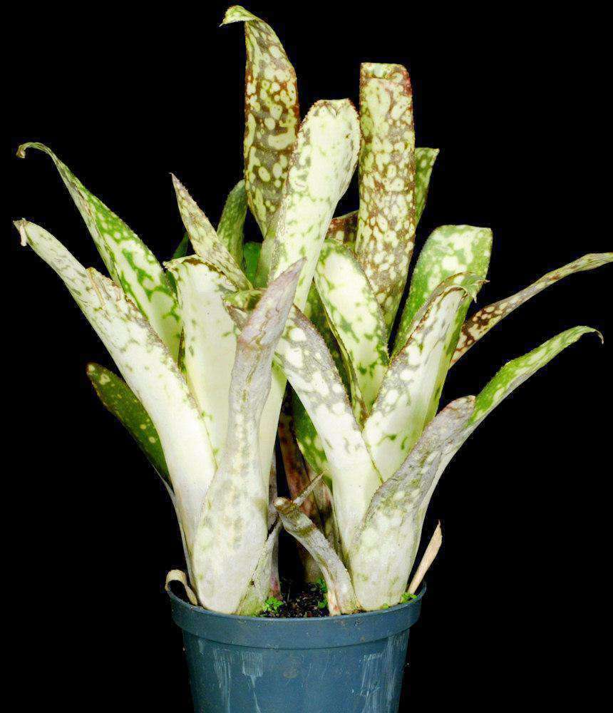 4436-Billbergia-Mariposa_1080x