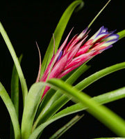 xBillmea 'Emma Francis Stewart' - Tropiflora