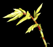 Vriesea botafogensis - Tropiflora