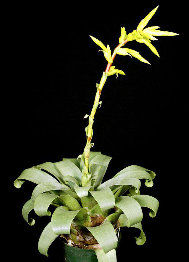 Vriesea botafogensis - Tropiflora