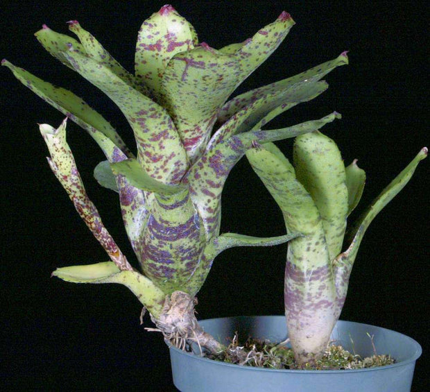 Neoregelia 'Lillipet' - Tropiflora