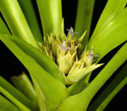 Aechmea weberi - Tropiflora