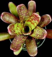 Neoregelia 'Dartanion' - Tropiflora