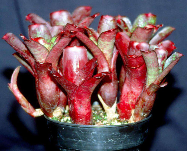 Neoregelia 'Dartanion' - Tropiflora
