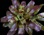 Neoregelia 'Fishnet' - Tropiflora