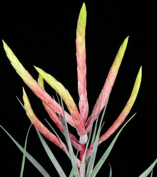 Tillandsia 'Mixtec Rainbow' - Tropiflora