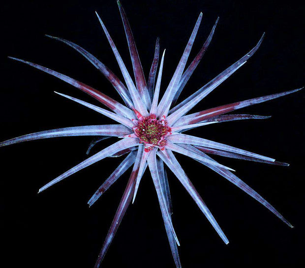 Sincoraea 'Big Star' - Tropiflora