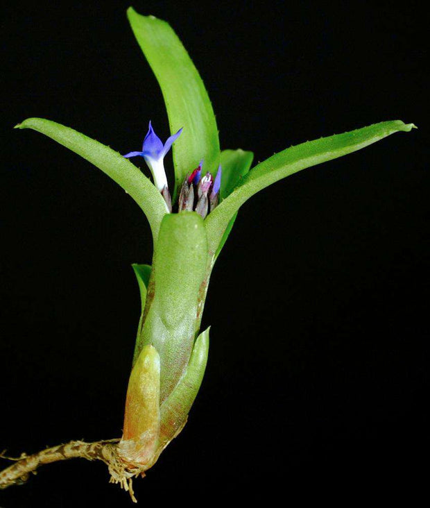 Neoregelia dungsiana - Tropiflora