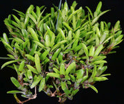Neoregelia dungsiana - Tropiflora