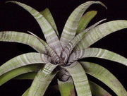 Tillandsia hildae - Tropiflora