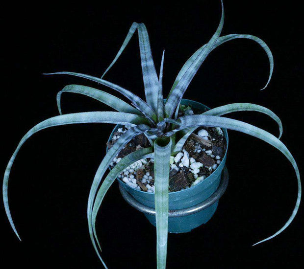 Tillandsia hildae - Tropiflora