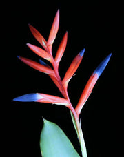 Quesnelia liboniana - Tropiflora