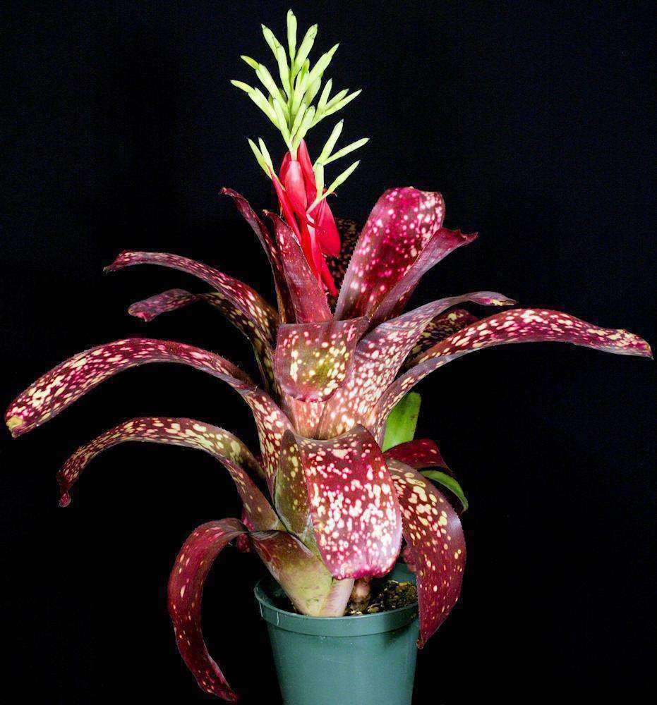 Billbergia 'Tarantello' – Tropiflora