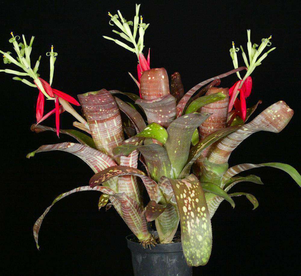Billbergia 'Tarantello' – Tropiflora