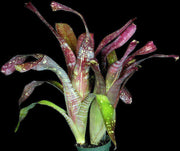 Billbergia 'Tarantello' - Tropiflora