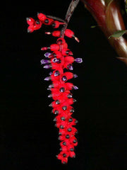 Aechmea warasii discolor - Tropiflora