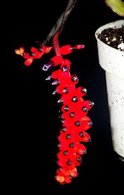 Aechmea warasii discolor - Tropiflora