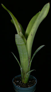 Aechmea nudicaulis Veracruz