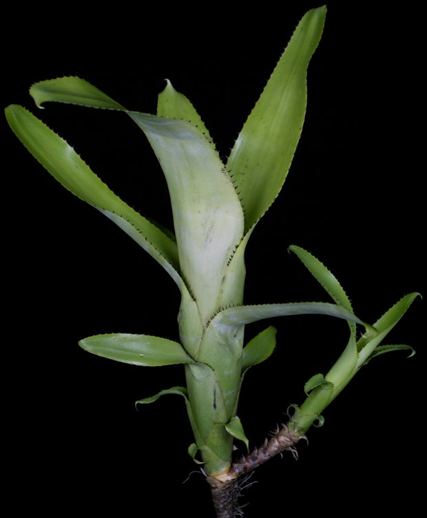Aechmea nudicaulis Veracruz