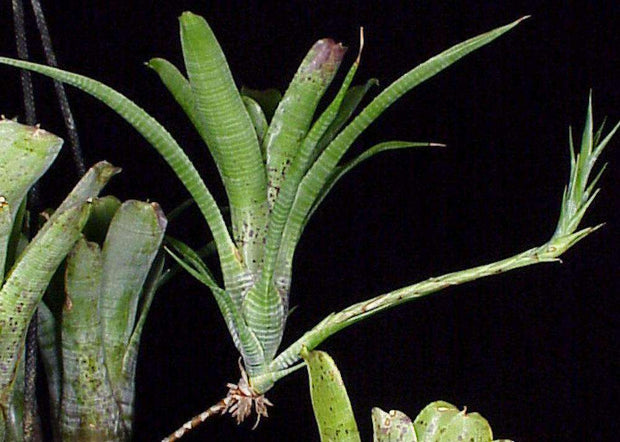 Neoregelia pauciflora 'Large Form' - Tropiflora
