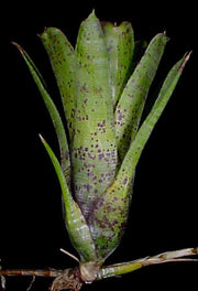 Neoregelia pauciflora 'Large Form' - Tropiflora
