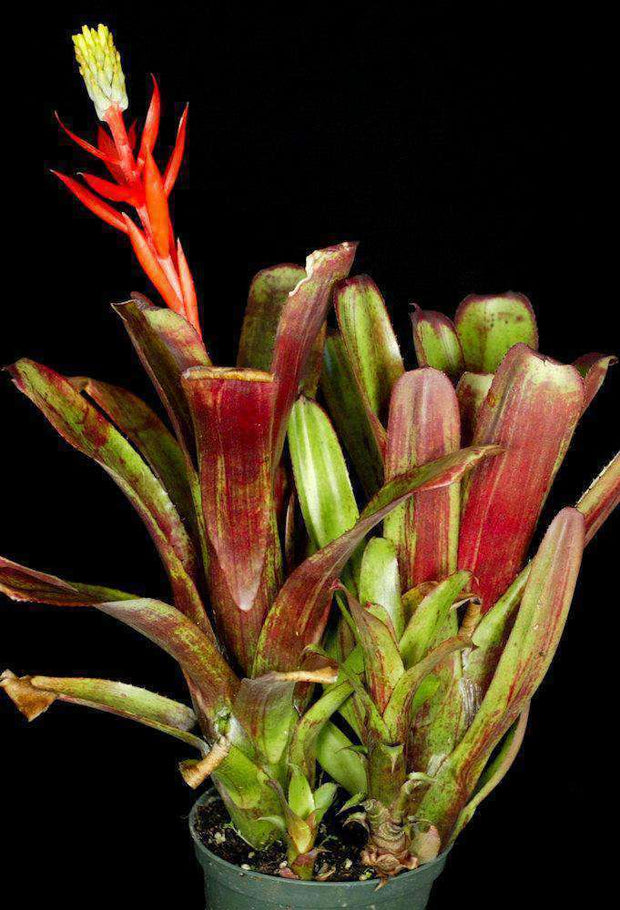 Aechmea nudicaulis v. capitata (Red form) – Tropiflora