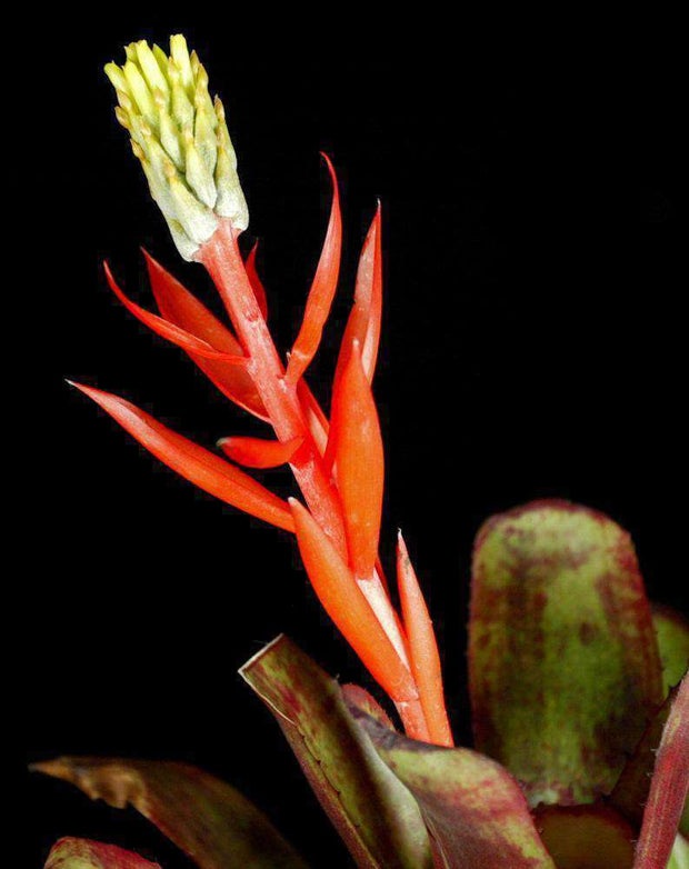 Aechmea nudicaulis v. capitata (Red form) - Tropiflora
