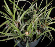 Deinacanthon urbanianum SEL96-0113 Argentina - Tropiflora