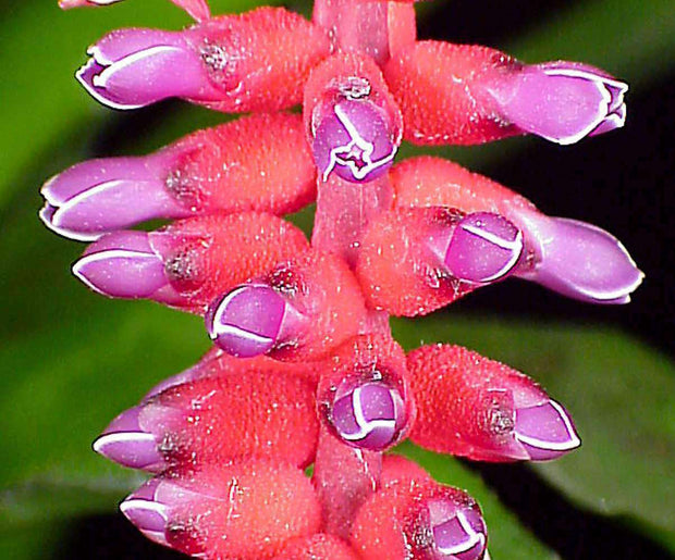 Aechmea warasii v. intermedia - Tropiflora