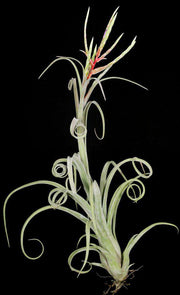 Tillandsia 'Asombroso' - Tropiflora