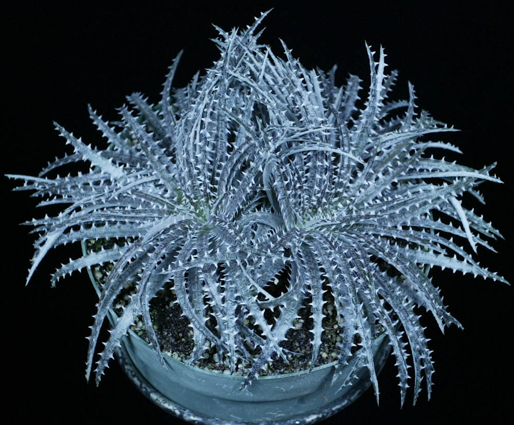Dyckia fosteriana – Tropiflora