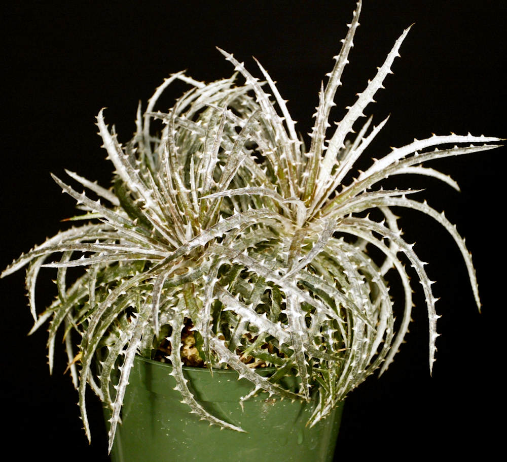 Dyckia fosteriana – Tropiflora