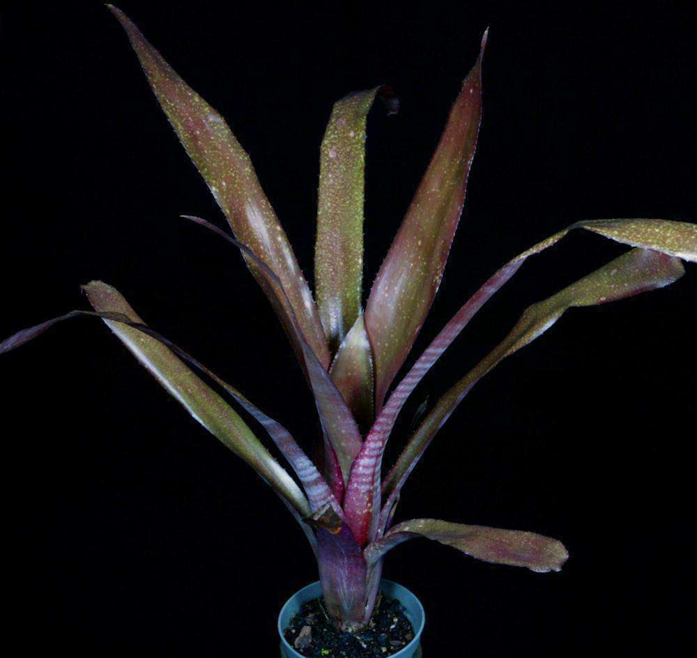 4525_Billbergia_De_Nada_Rojo.