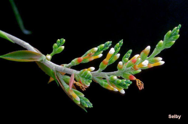 Aechmea roeseliae - Tropiflora