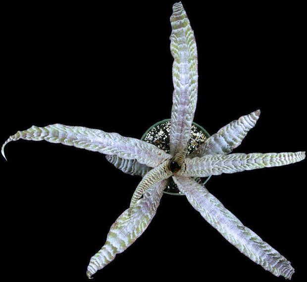 Cryptanthus 'Diamonds and Pearls' - Tropiflora