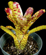 Neoregelia punctatissima 'Yellow' - Tropiflora