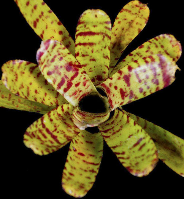 Neoregelia punctatissima 'Yellow' - Tropiflora