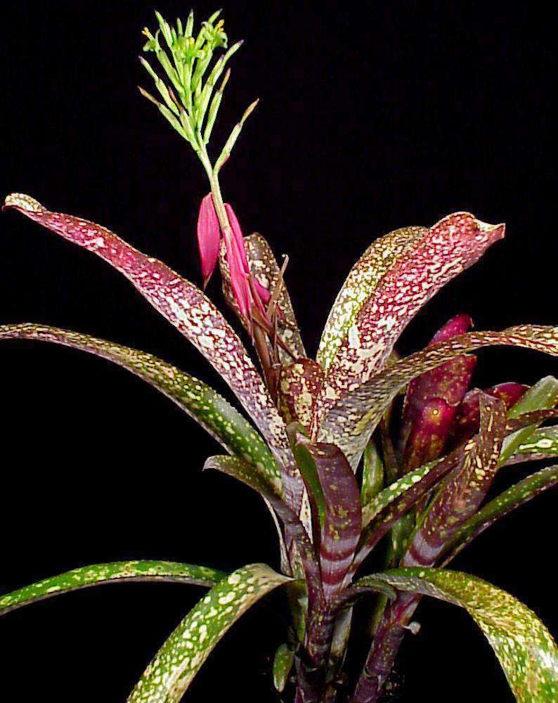 Billbergia 'Arribella' – Tropiflora