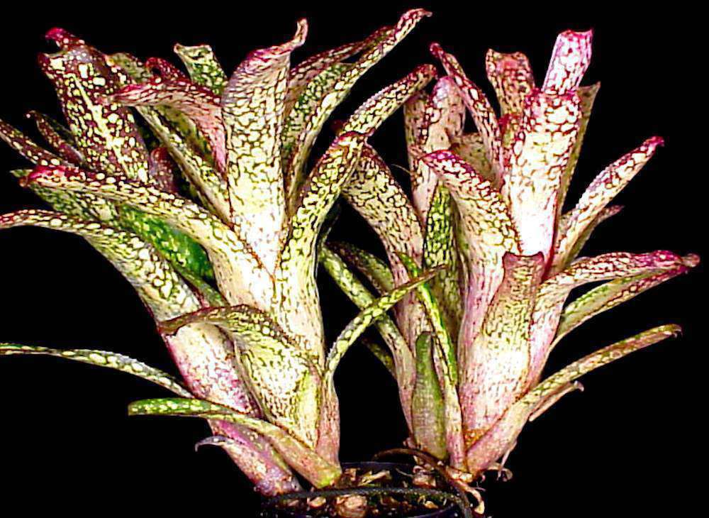 Billbergia 'Arribella' – Tropiflora