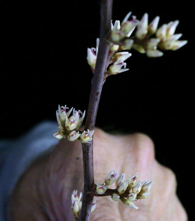 Hechtia isthmusiana - Tropiflora