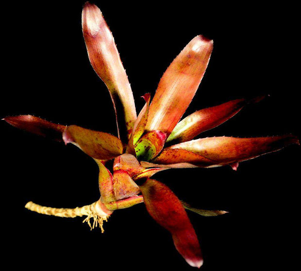 Neoregelia olens 'Select' x 'Mocha Mint' - Tropiflora