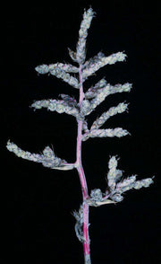 Hohenbergia catingae Purple - Tropiflora