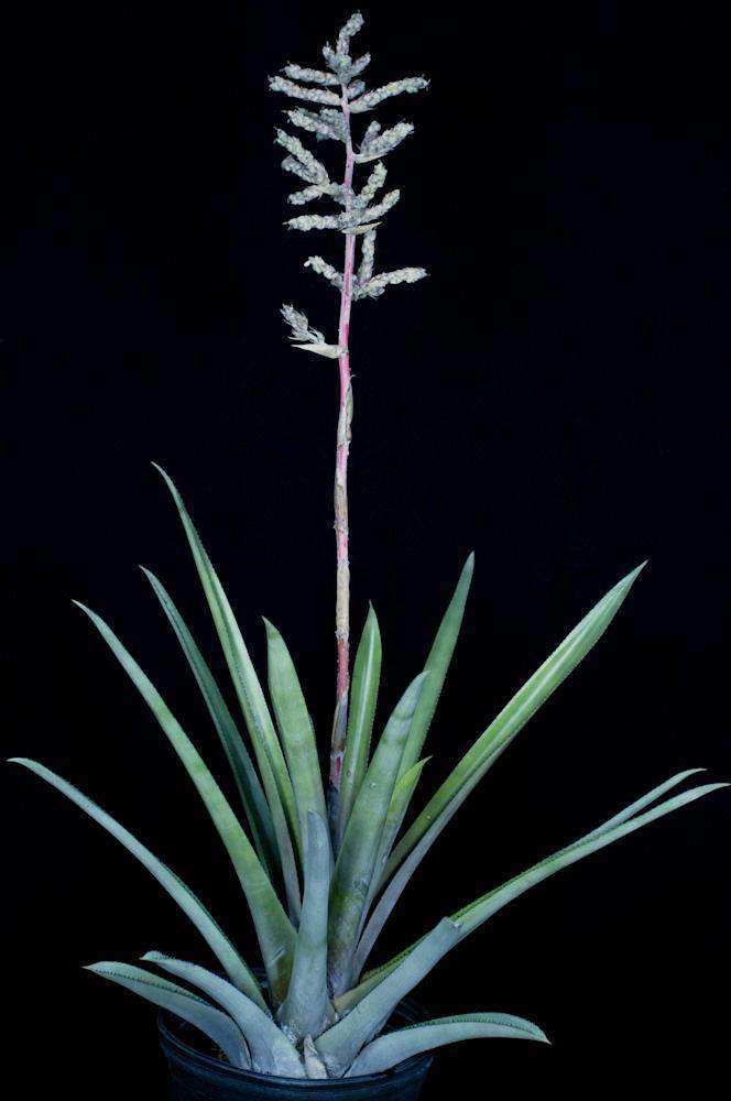 Hohenbergia catingae eximbricata – Tropiflora