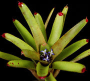 Neoregelia binotii - Tropiflora