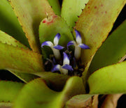 Neoregelia binotii - Tropiflora