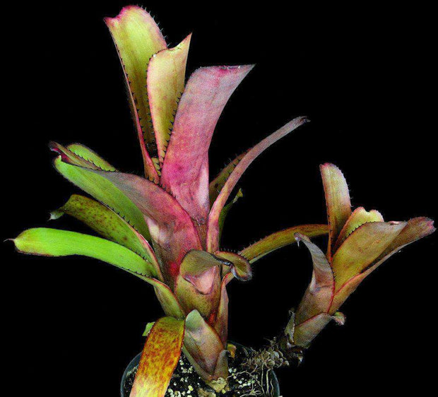 Aechmea nudicaulis maculata - Tropiflora