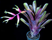 Billbergia 'Carnaval' - Tropiflora