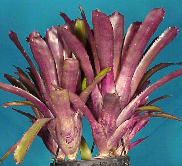 Billbergia 'Carnaval' - Tropiflora
